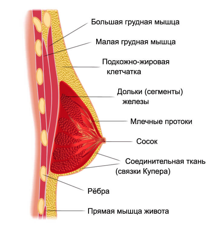 строение женской груди